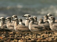 Larus atricilla 2, Lachmeeuw, Saxifraga-Mark Zekhuis