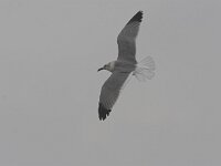 Larus atricilla 3, Lachmeeuw, Saxifraga-Luc Hoogenstein