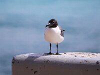 Larus atricilla 6, Lachmeeuw, Saxifraga-Bart Vastenhouw