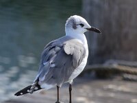 Larus atricilla 7, Lachmeeuw, Saxifraga-Bart Vastenhouw