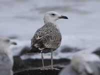 Larus cachinnans 17, Pontische meeuw, Saxifraga-Peter Meininger