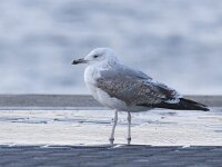 Larus cachinnans 18, Pontische meeuw, Saxifraga-Mark Zekhuis