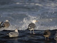 Larus cachinnans 20, Pontische Meeuw, Saxifraga-Peter Meininger
