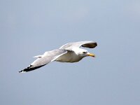 Larus cachinnans 21, Pontische meeuw, Saxifraga-Henk Baptist