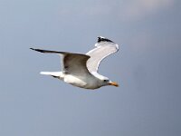 Larus cachinnans 23, Pontische meeuw, Saxifraga-Henk Baptist
