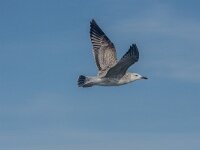 Larus cachinnans 30, Pontische meeuw, 2e kj, Saxifraga-Theo Verstrael
