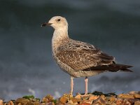 Larus cachinnans 5, Pontische meeuw, juvenile, Saxifraga-Luc Hoogenstein