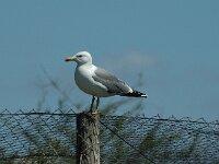 Larus cachinnans 6, Pontische meeuw, Saxifraga-Jan van der Straaten