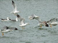 Larus cachinnans 7, Pontische meeuw, Saxifraga-Jan van der Straaten