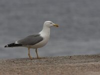 Larus cachinnans 9, Pontische meeuw, Saxifraga-Luc Hoogenstein