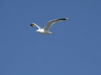 Larus canus 59, Stormmeeuw, Saxifraga-Willem van Kruijsbergen