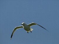 Larus canus 6, Stormmeeuw, adult, Saxifraga-Jan van der Straaten