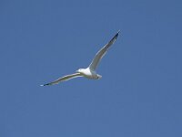 Larus canus 60, Stormmeeuw, Saxifraga-Willem van Kruijsbergen