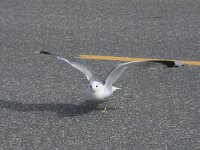 Larus canus 71, Stormmeeuw, Saxifraga-Willem van Kruijsbergen