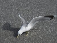 Larus canus 75, Stormmeeuw, Saxifraga-Willem van Kruijsbergen