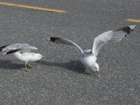 Larus canus 76, Stormmeeuw, Saxifraga-Willem van Kruijsbergen