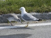 Larus canus 81, Stormmeeuw, Saxifraga-Willem van Kruijsbergen