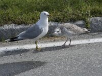 Larus canus 82, Stormmeeuw, Saxifraga-Willem van Kruijsbergen
