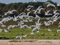 Larus canus 90, Stormmeeuw, 2e kj, adult, Saxifraga-Theo Verstrael