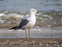 Larus delawarensis 2, Ringsnavelmeeuw, Saxifraga-Bart Vastenhouw