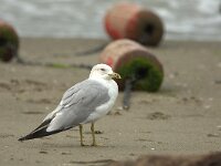 Larus delawarensis 4, Ringsnavelmeeuw, adult, Saxifraga-Theo Verstrael
