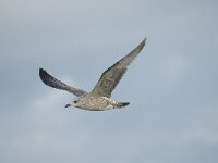 Larus fuscus 11, Kleine mantelmeeuw, juvenile, Saxifraga-Marijke Verhagen
