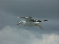 Larus fuscus 12, Kleine mantelmeeuw, Saxifraga-Willem Jan Hoeffnagel  Minolta DSC