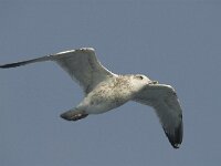 Larus fuscus 2, Kleine mantelmeeuw, juvenile, Saxifraga-Jan van der Straaten