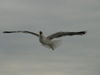 Larus fuscus 20, Kleine mantelmeeuw, Saxifraga-Willem van Kruijsbergen