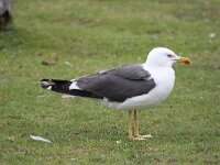 Larus fuscus 24, Kleine mantelmeeuw, Saxifraga-Bart Vastenhouw