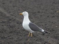 Larus fuscus 27, Kleine mantelmeeuw, Saxifraga-Kees van Berkel : Blue Elephant