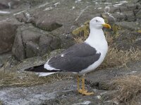 Larus fuscus 29, Kleine mantelmeeuw, Saxifraga-Kees van Berkel