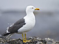 Larus fuscus 31, Kleine mantelmeeuw, Saxifraga-Rik Kruit