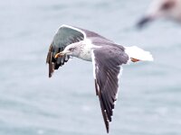 Larus fuscus 34, Kleine mantelmeeuw, Saxifraga-Bart Vastenhouw