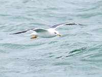 Larus fuscus 35, Kleine mantelmeeuw, Saxifraga-Bart Vastenhouw