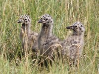 Larus fuscus 44, Kleine mantelmeeuw, Saxifraga-Henk Baptist