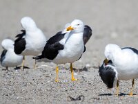 Larus fuscus 59, Kleine mantelmeeuw, Saxifraga-Bart Vastenhouw