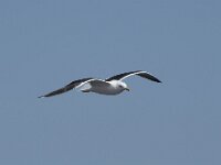 Larus fuscus 69, Kleine mantelmeeuw, Saxifraga-Willem van Kruijsbergen