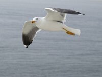 Larus fuscus 7, Kleine mantelmeeuw, Saxifraga-Piet Munsterman