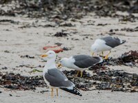 Larus fuscus 72, Kleine maletelmeeuw, adult, Saxifraga-Theo Verstrael