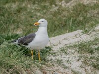 Larus fuscus 77, Kleine maletelmeeuw, adult, Saxifraga-Theo Verstrael