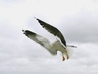 Larus fuscus 8, Kleine mantelmeeuw, Saxifraga-Piet Munsterman