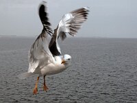 Larus fuscus 9, Kleine mantelmeeuw, Saxifraga-Piet Munsterman