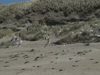 Larus fuscus graellsii 23, Kleine mantelmeeuw, Saxifraga-Willem van Kruijsbergen