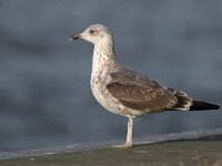 Larus fuscus graellsii 26, Britse kleine mantelmeeuw, Saxifraga-Luc Hoogenstein