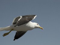 Larus fuscus ssp intermedius 14, Kleine mantelmeeuw, Saxifraga-Willem van Kruijsbergen