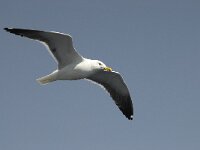 Larus fuscus ssp intermedius 16, Kleine mantelmeeuw, Saxifraga-Willem van Kruijsbergen