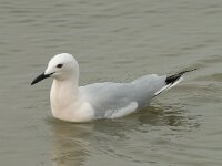 Larus genei 37, Dunsnavelmeeuw, Saxifraga-Willem van Kruijsbergen