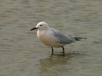 Larus genei 44, Dunsnavelmeeuw, Saxifraga-Willem van Kruijsbergen