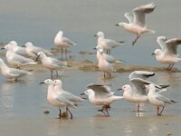 Larus genei 54, Dunsnavelmeeuw, Saxifraga-Mark Zekhuis